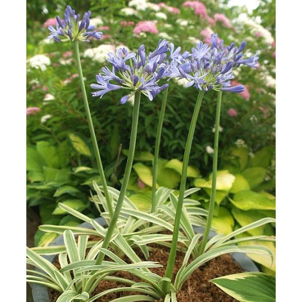 アガパンサス 花 苗 宿根草アフリカヌス ビッタータス 直径15cmポット