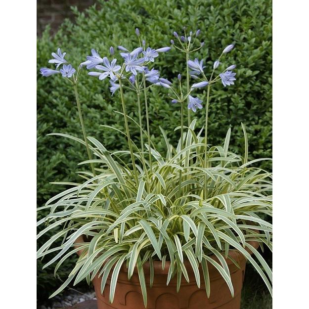 アガパンサス 花 苗 宿根草 斑入り葉も美しい ゴールデン