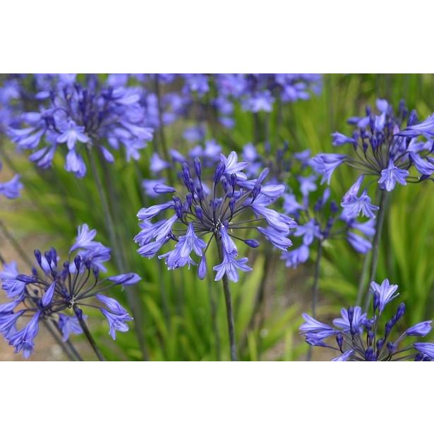 宿根草 アガパンサス リリプット 直径15ｃｍポット苗 N Agapanthus Llp イングの森 花 苗 育て方 通販 Yahoo ショッピング