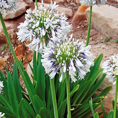 アガパンサス 花 苗 宿根草 クイーンマム 直径15cmポット 育て方の説明書つき N Agapanthus Queenmom イングの森 花 苗 育て方 通販 Yahoo ショッピング