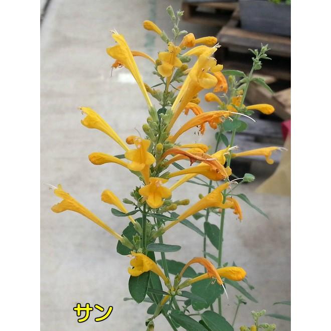 アガスターシェ アリゾナシリーズ 1株 3色の中から選んでください 耐寒性多年草 宿根草 花苗 ガーデニング 寄せ植えなどに N Agast イングの森 花 苗 育て方 通販 Yahoo ショッピング