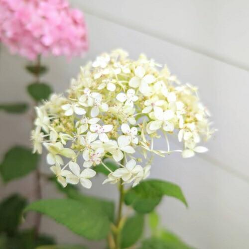 アメリカアジサイ（西洋あじさい/西洋紫陽花） ライムのアナベル 5号鉢