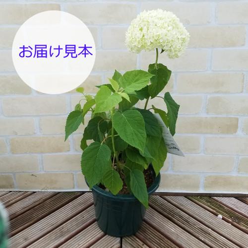 白いアジサイ アナベル 6号鉢 真っ白なアジサイ N Ajisai Annabelle イングの森 花 苗 球根 育て方 通販 Yahoo ショッピング