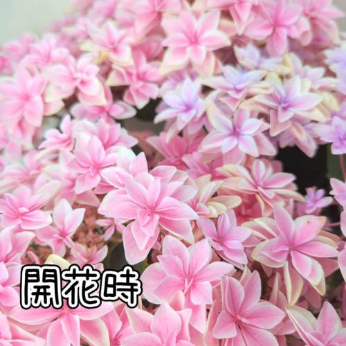 アジサイ ハイドランジア ダブルダッチ エダム 5号（直径15cm）鉢