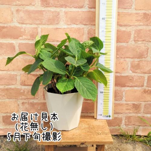 アジサイ ハイドランジア ダブルダッチ エダム 5号（直径15cm）鉢