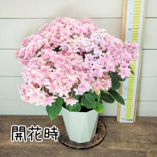 アジサイ ハイドランジア ダブルダッチ エダム 5号（直径15cm）鉢