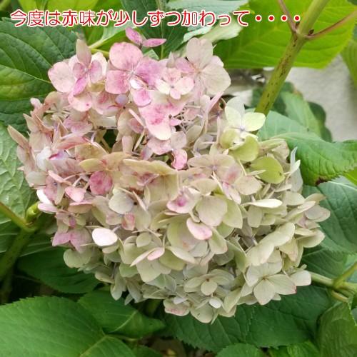 アジサイ 花 苗木 鉢植え 紫陽花 エンドレスサマー １株 色変わり 耐寒性 宿根草 あじさい イングリッシュガーデン 半日陰でも育つ｜hanamankai｜04