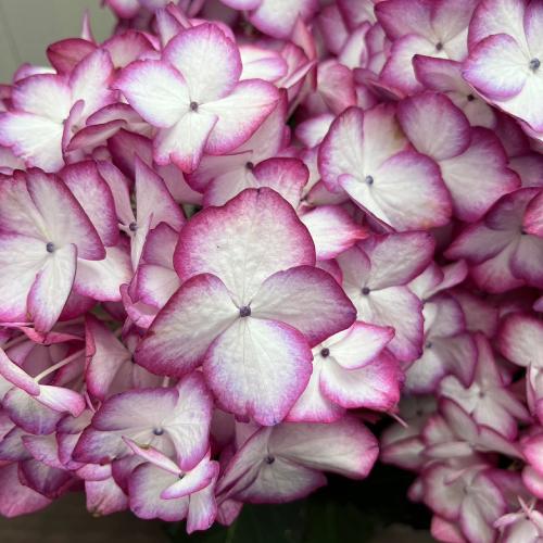 あじさい様用 Amazon.co.jp: アジサイ スポットライト あじさい 紫陽花 5号鉢