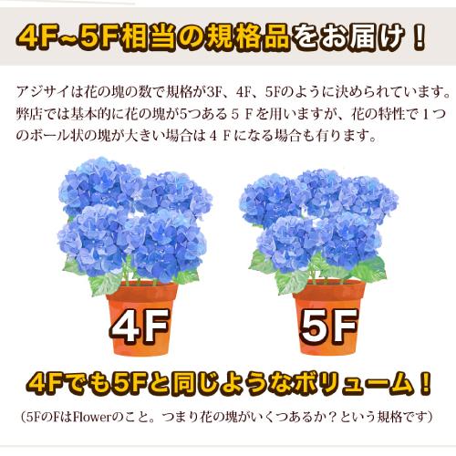 ギフト解体セール!! アジサイ 花模様 5号鉢（直径15cm） 4F〜5F規格品