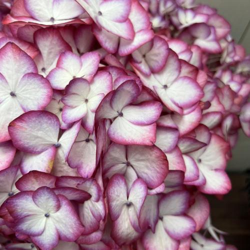 ギフト解体セール!! アジサイ 花模様 5号鉢(直径15cm) 4F〜5F ギフト解体セール!! アジサイ 花模様 5号鉢(直径15cm) 4F〜5F