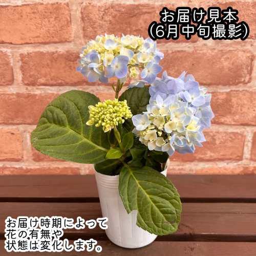 アジサイ 霧島の恵（キリシマノメグミ）ブルー 3号（直径9cm）ポット苗