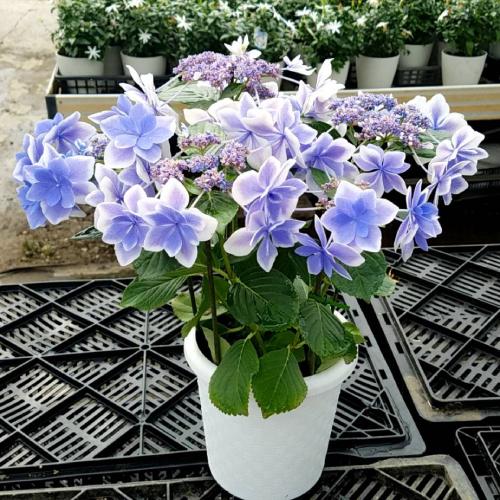 ギフト解体セール アジサイ 紫陽花 あじさい コンペイトウブルー 5号鉢 直径15cm 5f規格品以上 N Ajisai Kobl イングの森 花 苗 球根 育て方 通販 Yahoo ショッピング