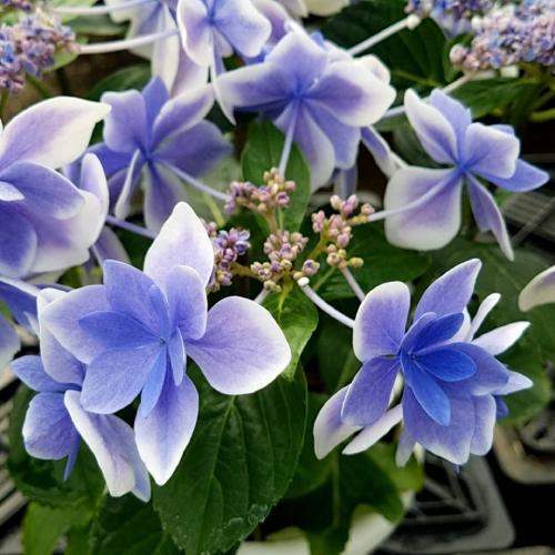 高い素材 ギフト解体セール アジサイ 紫陽花 あじさい コンペイトウブルー 5号鉢 直径15cm 5f規格品以上 Aynaelda Com