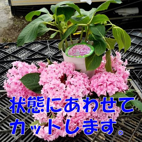 高い素材 ギフト解体セール アジサイ 紫陽花 あじさい コンペイトウブルー 5号鉢 直径15cm 5f規格品以上 Aynaelda Com
