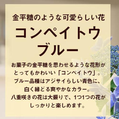 高い素材 ギフト解体セール アジサイ 紫陽花 あじさい コンペイトウブルー 5号鉢 直径15cm 5f規格品以上 Aynaelda Com