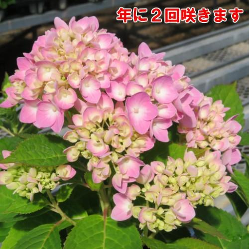 アジサイ 四季咲き ロゼア 7号大ポット N Ajisai Rose イングの森 花 苗 球根 育て方 通販 Yahoo ショッピング