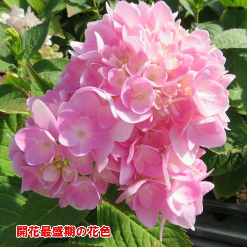 アジサイ 四季咲き ロゼア 7号大ポット N Ajisai Rose イングの森 花 苗 球根 育て方 通販 Yahoo ショッピング