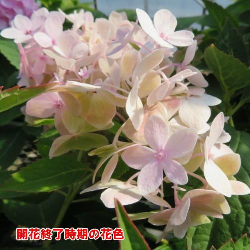 アジサイ 四季咲き ロゼア 7号大ポット N Ajisai Rose イングの森 花 苗 球根 育て方 通販 Yahoo ショッピング