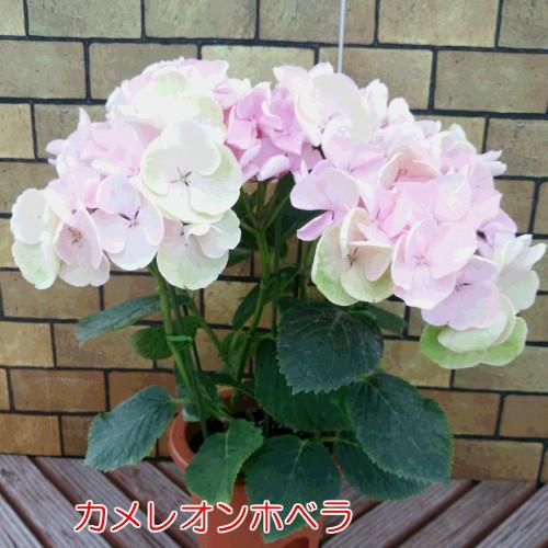 あじさい祭り5号鉢 選べるこだわり全6種 お一人3鉢までで御願いします N Ajisai Sel イングの森 花 苗 球根 育て方 通販 Yahoo ショッピング
