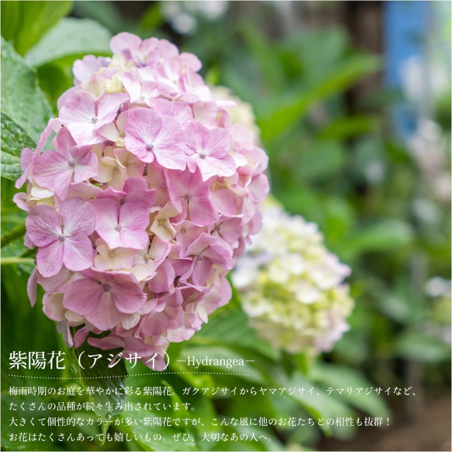 ギフト解体セール アジサイ 紫陽花 あじさい てまりてまりブルー 5号鉢 直径15cm 5f規格品以上 N Ajisai Tebl イングの森 花 苗 球根 育て方 通販 Yahoo ショッピング