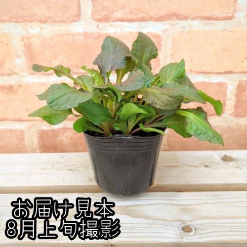 アジュガ ブラウンハーツ 3号（直径9cm）ポット苗 1株 宿根草