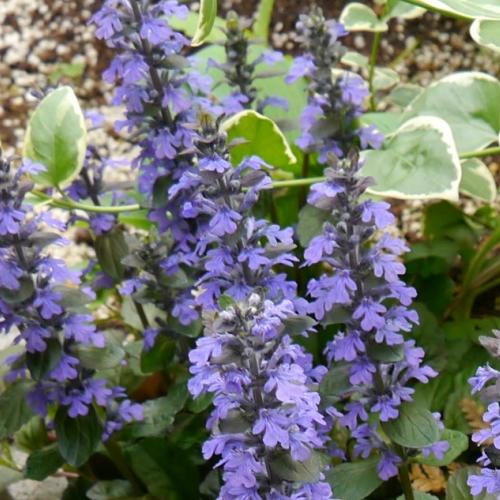 アジュガ 花 苗 初夏 ダークマホガニー １株 青系 多年草 シェードガーデン 日陰 イングリッシュ N Ajuga Dm イングの森 花 苗 育て方 通販 Yahoo ショッピング