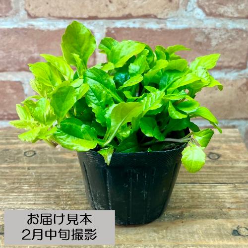 アジュガ ゴールドライム 3号 (直径9cm) ポット苗1株 花色：ピンク系