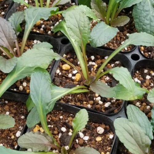 アジュガ 花 苗 初夏 ラテアート １株 青系 多年草 シェードガーデン 日陰 イングリッシュ N Ajuga La イングの森 母の日 プレゼント ギフト 花 通販 Yahoo ショッピング