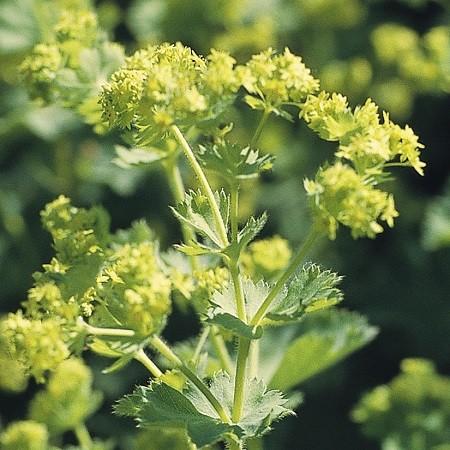 アルケミラ モリス スリラー 1株 宿根草 イングリッシュガーデン 季節の花苗 寄せ植え等に N Alcheth イングの森 花 苗 育て方 通販 Yahoo ショッピング