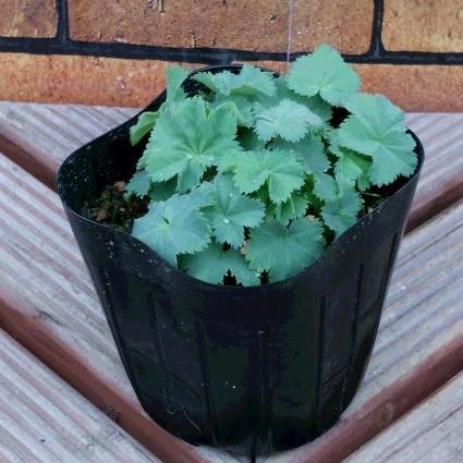 アルケミラ モリス スリラー 1株 宿根草 イングリッシュガーデン 季節の花苗 寄せ植え等に N Alcheth イングの森 花 苗 育て方 通販 Yahoo ショッピング