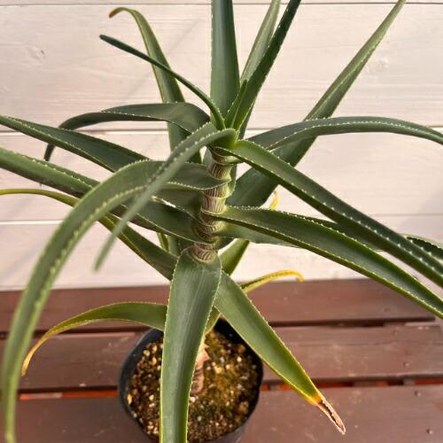 アロエ ストリアツラ (Aloe striatula) 4号 (直径12cm) ロングポット苗