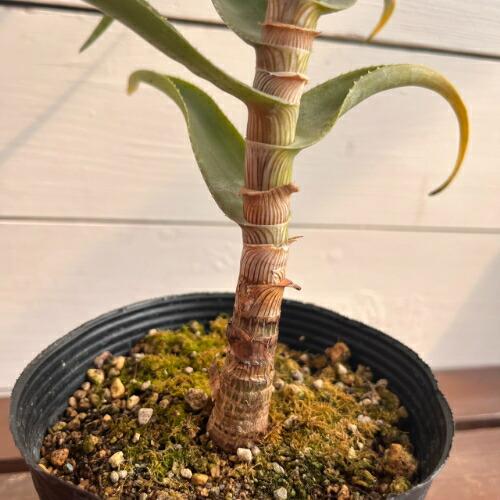アロエ ストリアツラ (Aloe striatula) 4号 (直径12cm) ロングポット苗