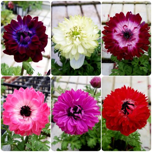 アネモネ 花 苗 オーロラシリーズ 八重咲き 鉢植え 球根性宿根草 色お任せ 2ポットセット N Anemone Aumx イングの森 母の日 プレゼント ギフト 花 通販 Yahoo ショッピング