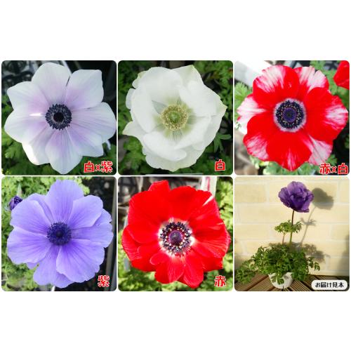 球根性宿根草 アネモネ ポルトシリーズ 5色から選んでください 1株 N Anemone Por イングの森 花 苗 球根 育て方 通販 Yahoo ショッピング