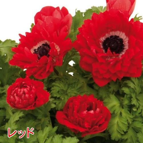 アネモネ パンドラ ダブル 球根性宿根草 選べる4色 八重咲き1株 N Anemonepan イングの森 花 苗 育て方 通販 Yahoo ショッピング