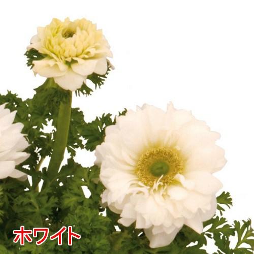 アネモネ パンドラ ダブル 球根性宿根草 選べる4色 八重咲き1株 N Anemonepan イングの森 花 苗 育て方 通販 Yahoo ショッピング