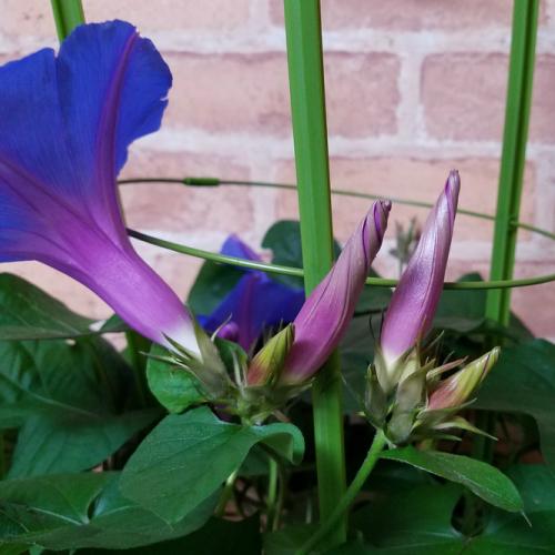 あさがお 宿根朝顔 花 苗 ブルー 6号鉢行灯仕立て 蕾もいっぱい 毎年咲く 琉球アサガオ 日よけ 猛暑対策 緑のカーテン N Asagao Blue6 イングの森 母の日 プレゼント ギフト 花 通販 Yahoo ショッピング