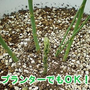 グリーンアスパラガス 苗 特大大株10株セット 品種：ウェルカム（新潟