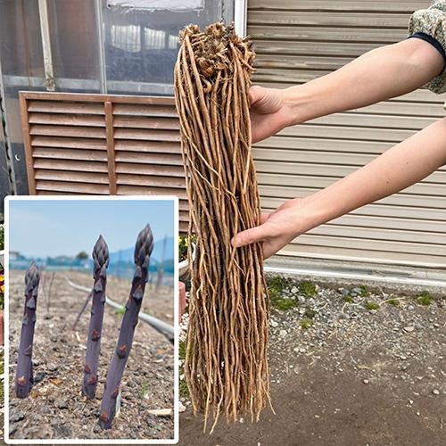紫アスパラの苗 満味紫（マンミムラサキ）特大大株 3株セット (新潟県