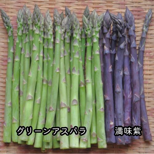 アスパラパープル苗 50本 紫アスパラの苗 満味紫（マンミムラサキ）特大大株 3株セット (新潟県
