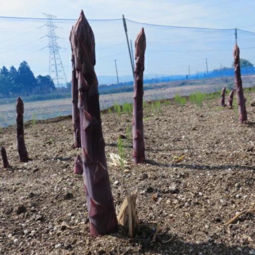 紫アスパラの苗 満味紫（マンミムラサキ）特大大株 3株セット (新潟県