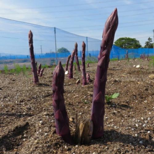 紫アスパラの苗 満味紫（マンミムラサキ）特大大株 1株 （新潟県産