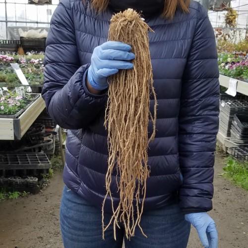 アスパラガス 苗 ｍ 3株セット 栽培 お買い得 市販ではｌ規格株のサイズ 家庭菜園 プランター N Asparagus Mx3 イングの森 母の日 プレゼント ギフト 花 通販 Yahoo ショッピング