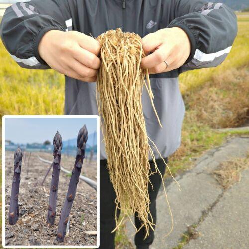 紫アスパラの苗 満味紫（マンミムラサキ）M株 3株セット （市販では