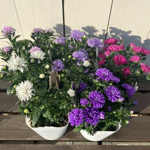 宿根アスター 八重咲き ミステリーレディ 3.5号（直径10.5cm）ポット苗