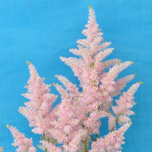 アスチルベ 花 苗 ヨーロッパ 春 夏 3号 直径9cm ポット１個 耐寒性 宿根草 シェードガーデン イングリッシュ 庭 鉢植え N Astilbe Europ3 イングの森 花 苗 球根 育て方 通販 Yahoo ショッピング