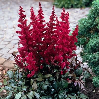 アスチルベ ファナル苗 花 大株 １株 初年度から開花 耐寒性宿根草 イングリッシュガーデン N Astilbe Fanalp イングの森 花 苗 育て方 通販 Yahoo ショッピング