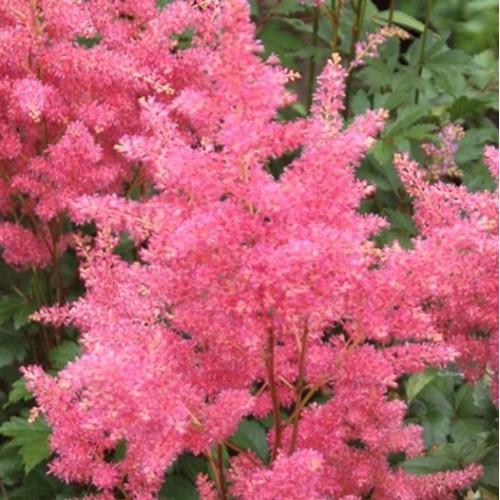 アスチルベ ラインランド 素掘り大株 １株 初年度から開花 株分けできる大株でのお届け N Astilbe Lland イングの森 花 苗 育て方 通販 Yahoo ショッピング