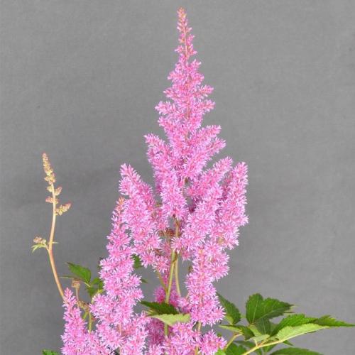 アスチルベ 花 苗 マインツ 春 夏 3号 直径9cm ポット１個 耐寒性 宿根草 シェードガーデン イングリッシュ 庭 鉢植え N Astilbe Mine3 イングの森 花 苗 球根 育て方 通販 Yahoo ショッピング