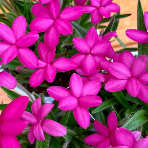 球根性宿根草 アッツザクラ ピンク （ロードヒポキシス） ワインカップ